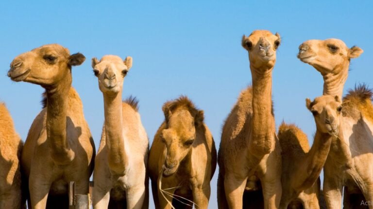 Saudi Arabia’s Camel Leather Market Valued at $98.7 Million: A New Frontier in Fashion?