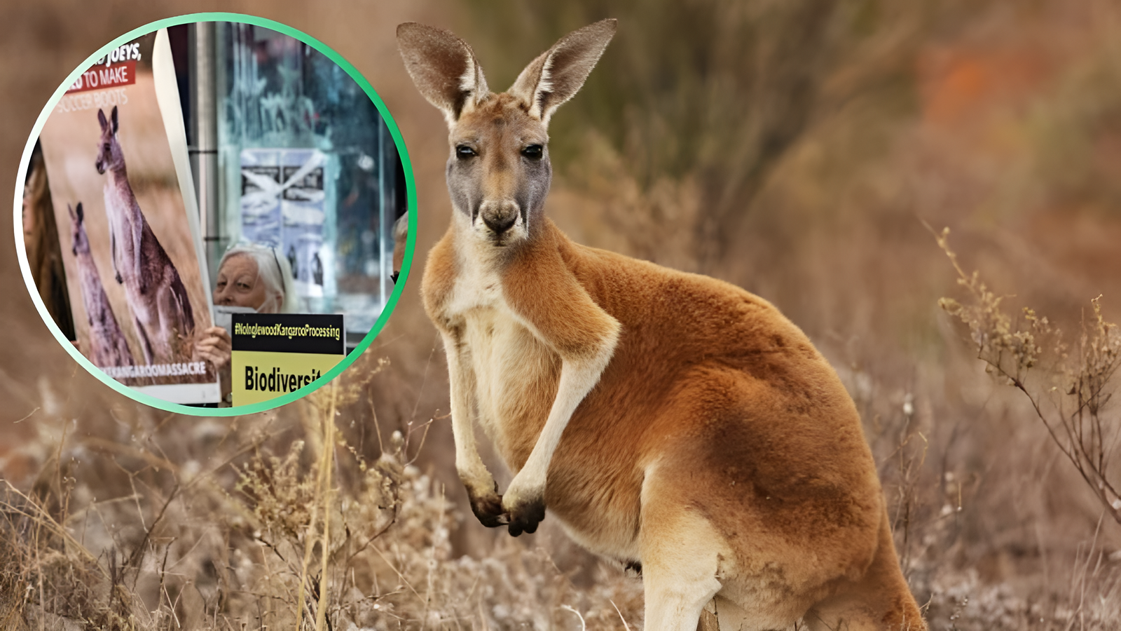 Why the Debate Around Kangaroo Leather Is a Wake-Up Call for the Global Leather Industry?