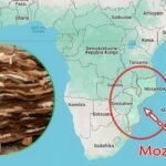 Govt of Mozambique Says Leather Industry Still Stuck at Raw Material Stage