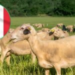 Why French Sheepskins are Losing Ground in the Global Leather Market