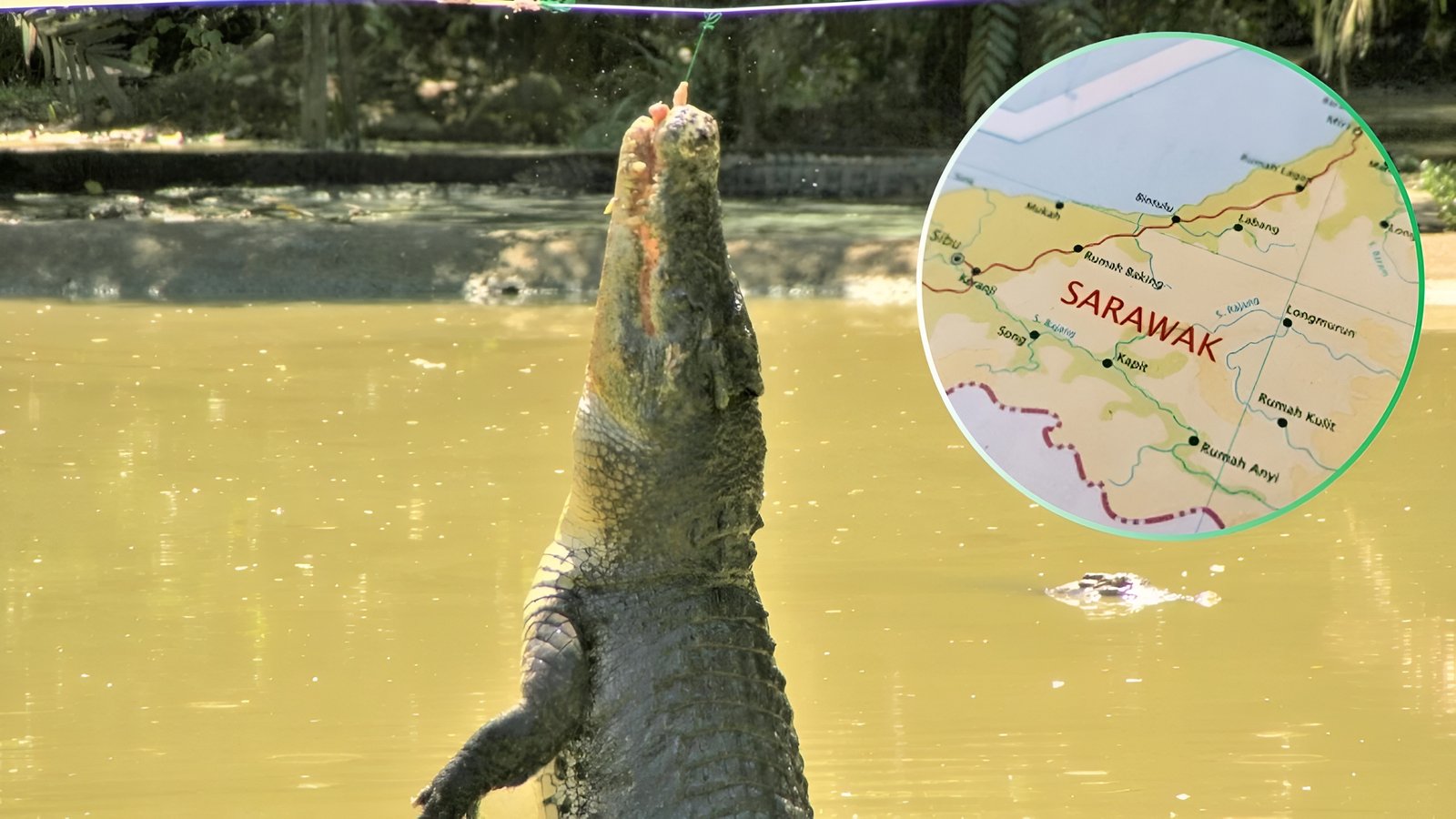 Sarawak Region in Malaysia Considers Thailand Style Crocodile Farming for Meat and Leather
