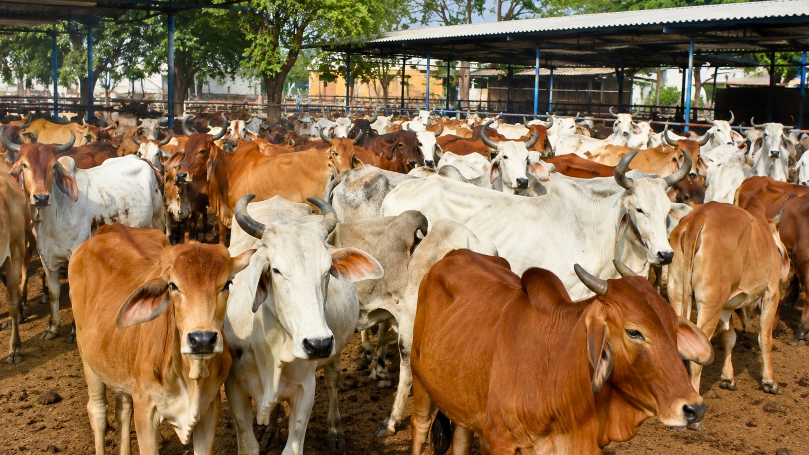 West Bengal Leather Industry Fears Hide Shortage as Cattle Slaughter Rules Tighten