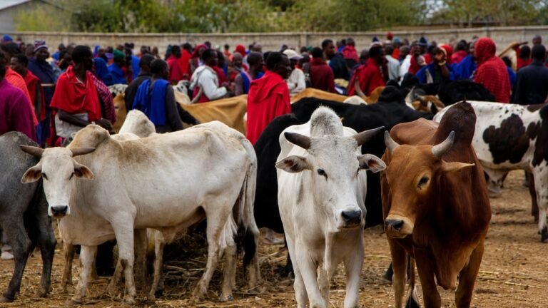 Tanzania Hides and Skins Production Value Falls 23.5% in Q1 2026
